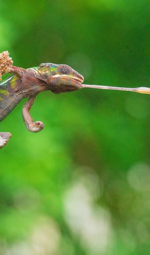 A close-up of a Panther Chameleon hunting for an insect on a plant