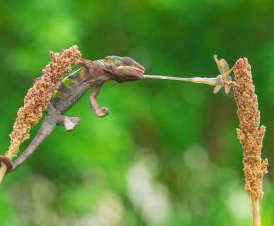A close-up of a Panther Chameleon hunting for an insect on a plant