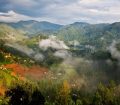 foresta-uganda