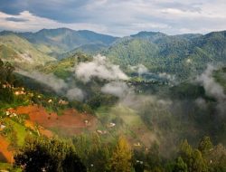 foresta-uganda