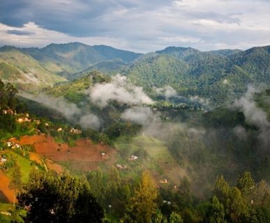 foresta-uganda