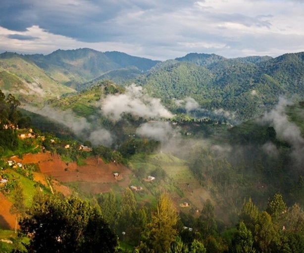 foresta-uganda