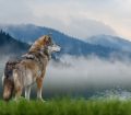 Convegno CAI pastorizia e grandi carnivori