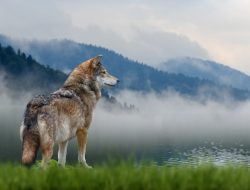 Convegno CAI pastorizia e grandi carnivori