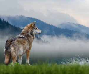Convegno CAI pastorizia e grandi carnivori