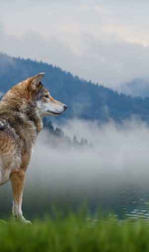 Convegno CAI pastorizia e grandi carnivori