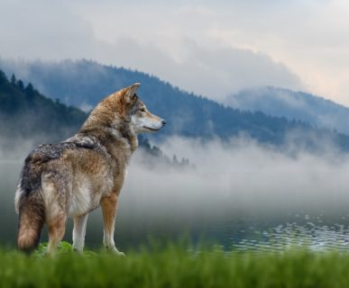 Convegno CAI pastorizia e grandi carnivori