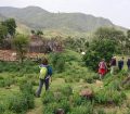 Trekking-Buska