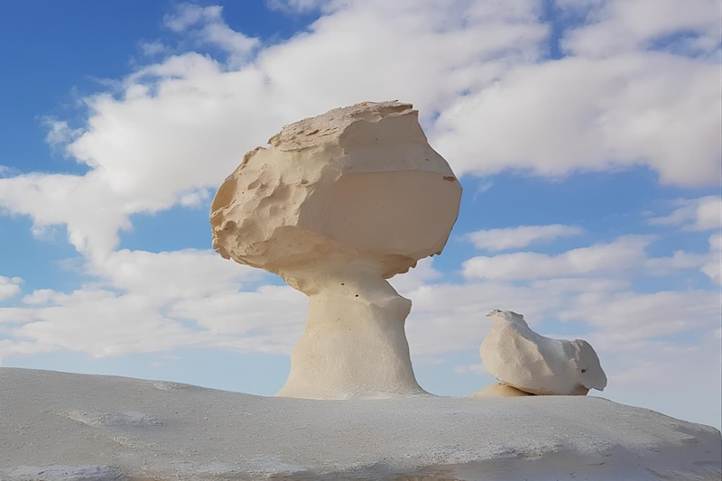 Il-fungo-e-la-gallina