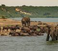 safari in africa