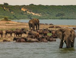 safari in africa