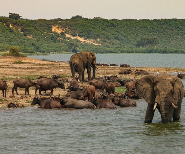 safari in africa