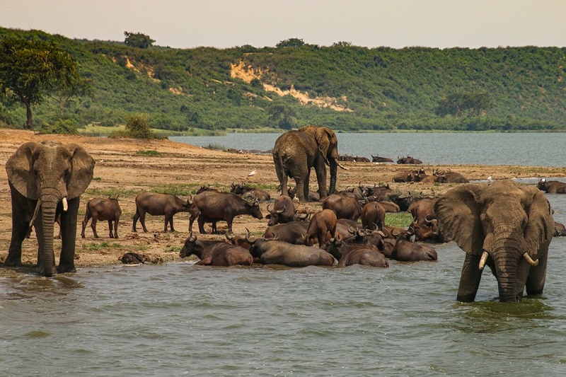 safari in africa