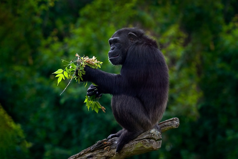 viaggio in uganda