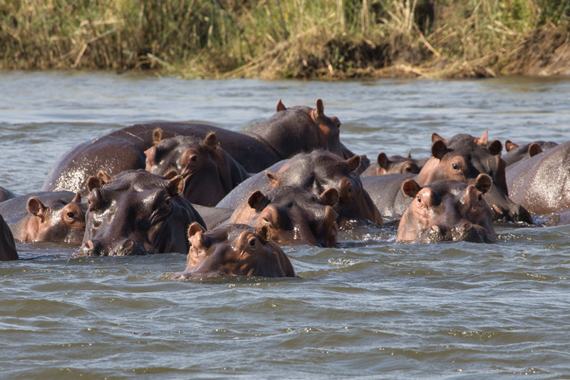 Viaggio in Zambia ippopotami
