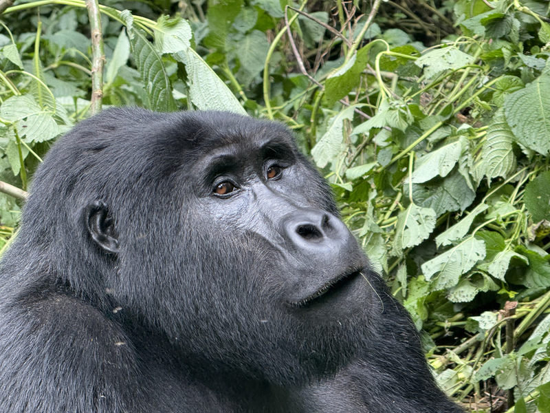 viaggio safari gorilla uganda