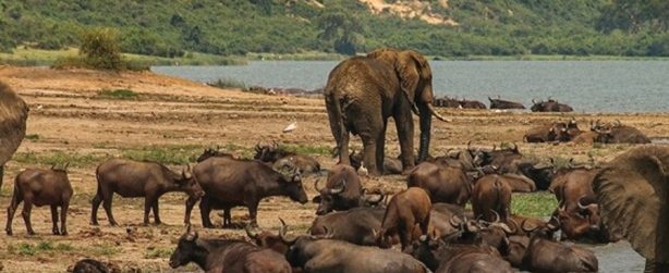 viaggio in uganda