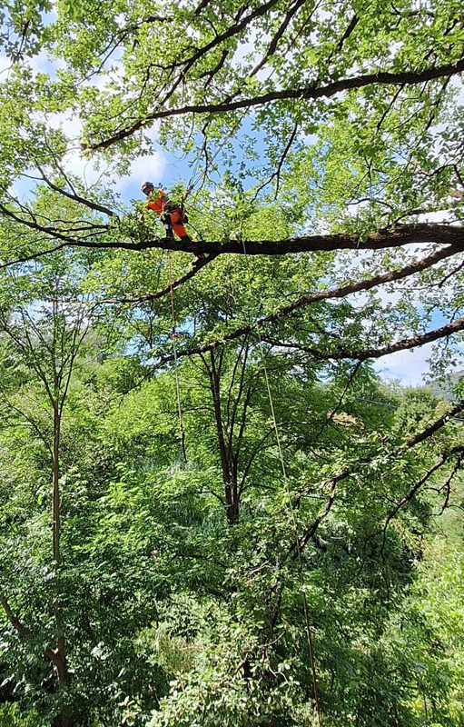 Simone in Tree Climbing