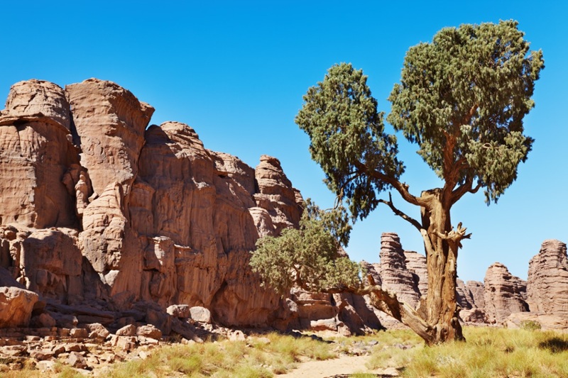 Saharan,Cypress,,Very,Rare,Coniferous,Tree,In,Tassili,N'ajjer,,Sahara