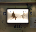 palchi alce 8000 anni