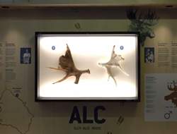 palchi alce 8000 anni