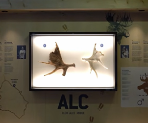 palchi alce 8000 anni