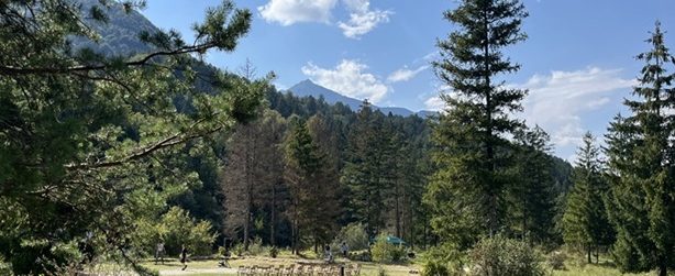 concerto nel bosco