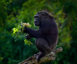 scimpanze uganda