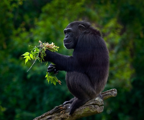 scimpanze uganda